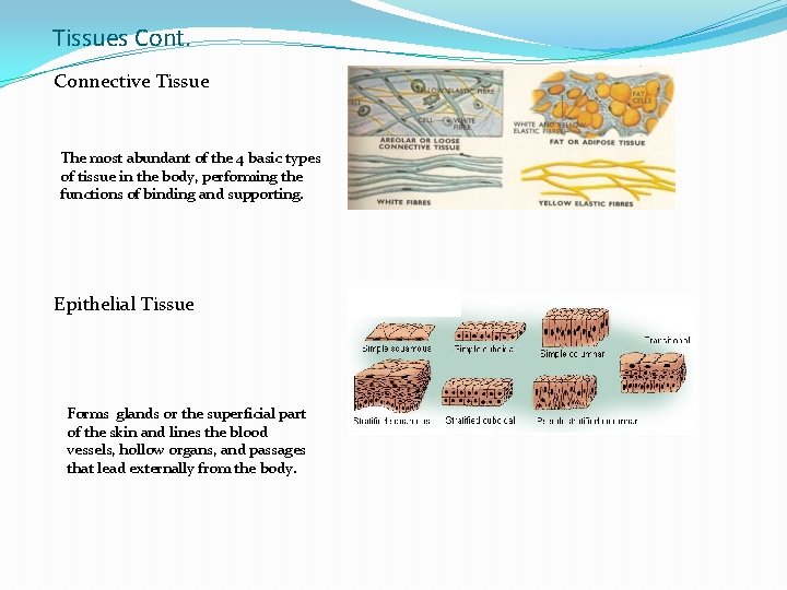 Tissues Cont. Connective Tissue The most abundant of the 4 basic types of tissue