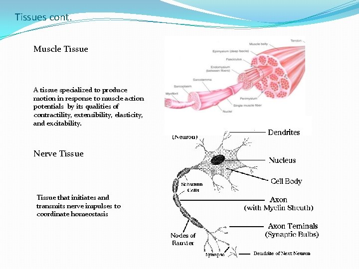 Tissues cont. Muscle Tissue A tissue specialized to produce motion in response to muscle