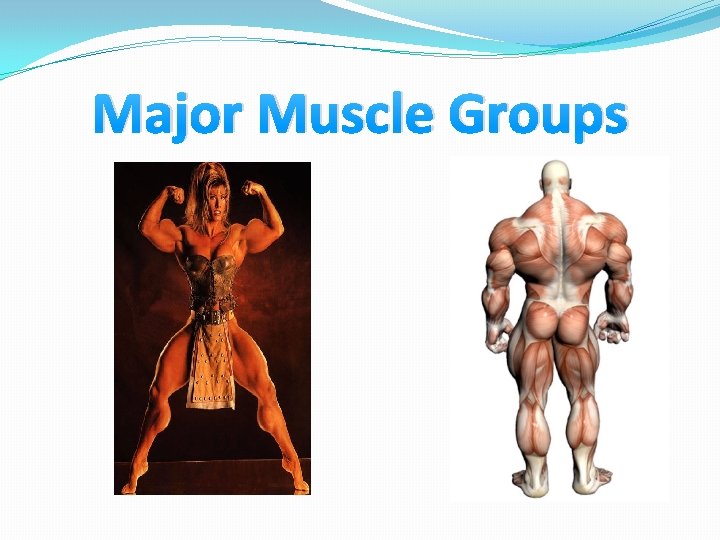Major Muscle Groups 