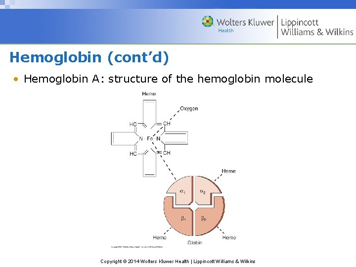 Hemoglobin (cont’d) • Hemoglobin A: structure of the hemoglobin molecule Copyright © 2014 Wolters