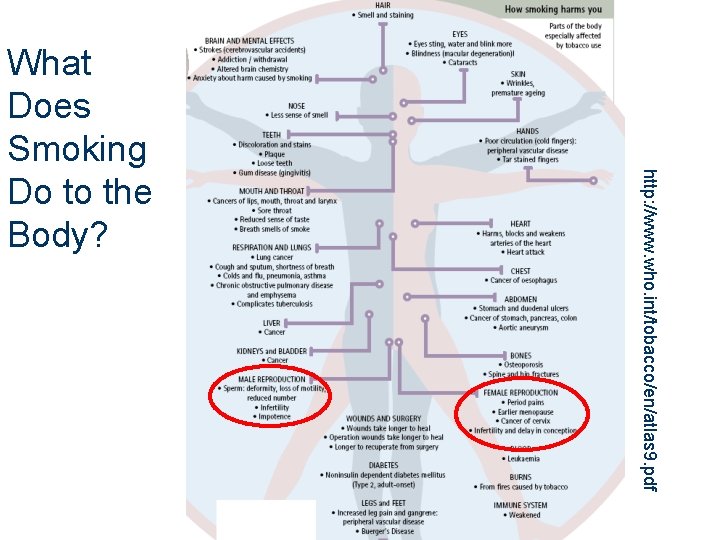 http: //www. who. int/tobacco/en/atlas 9. pdf What Does Smoking Do to the Body? 
