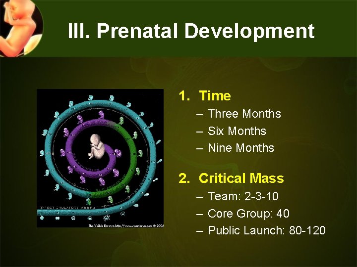 III. Prenatal Development 1. Time – Three Months – Six Months – Nine Months