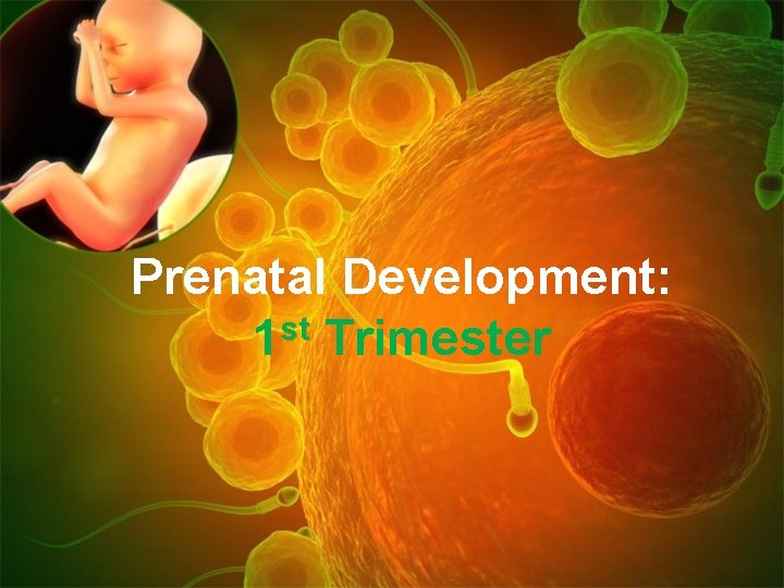 Prenatal Development: st 1 Trimester 