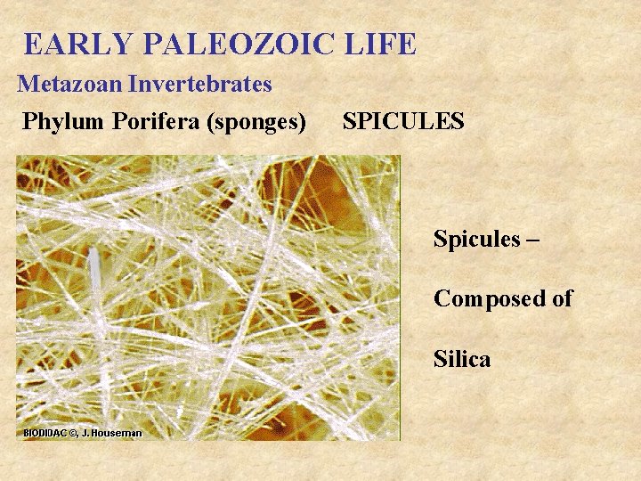 EARLY PALEOZOIC LIFE Metazoan Invertebrates Phylum Porifera (sponges) SPICULES Spicules – Composed of Silica