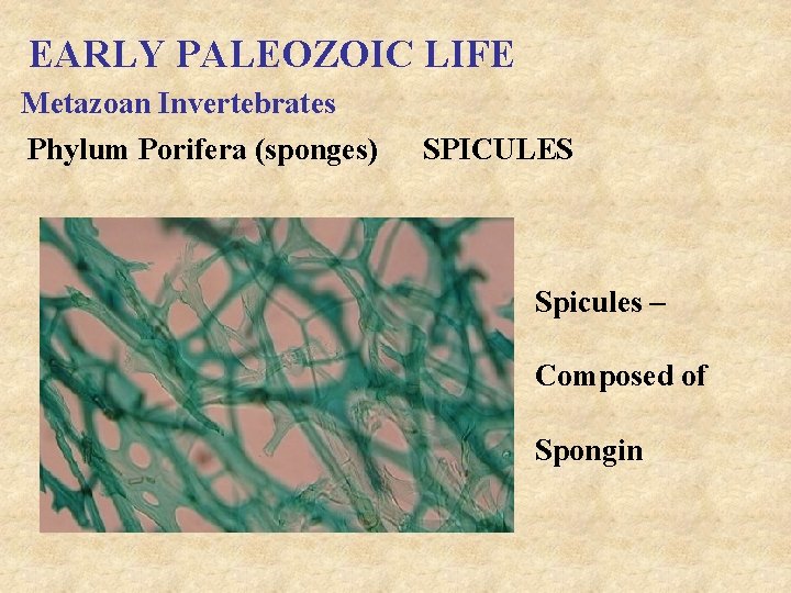 EARLY PALEOZOIC LIFE Metazoan Invertebrates Phylum Porifera (sponges) SPICULES Spicules – Composed of Spongin