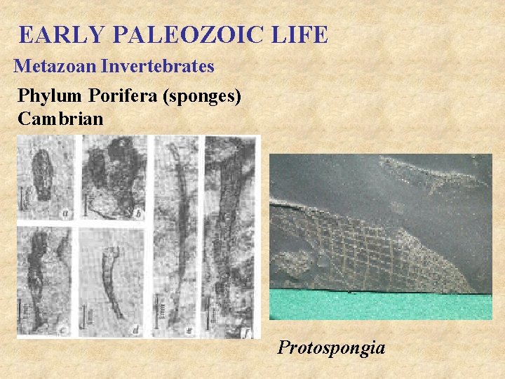 EARLY PALEOZOIC LIFE Metazoan Invertebrates Phylum Porifera (sponges) Cambrian Protospongia 