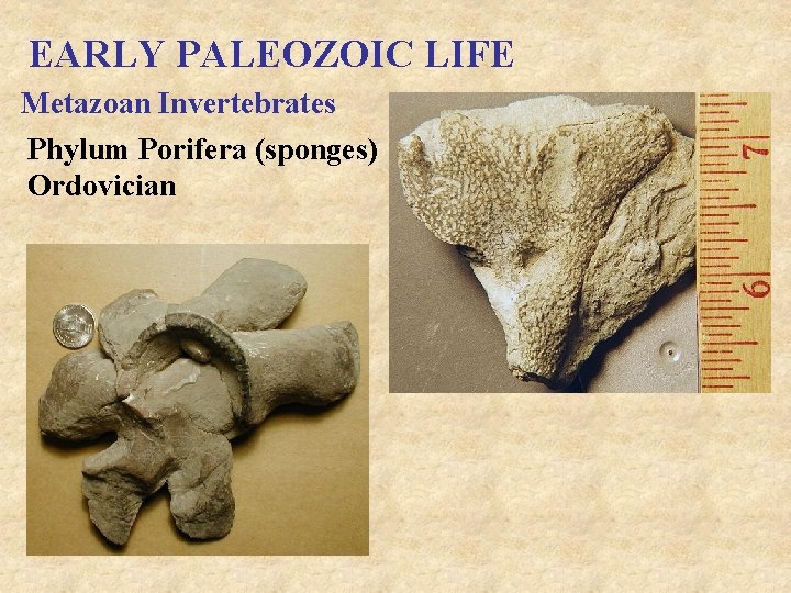 EARLY PALEOZOIC LIFE Metazoan Invertebrates Phylum Porifera (sponges) Ordovician 