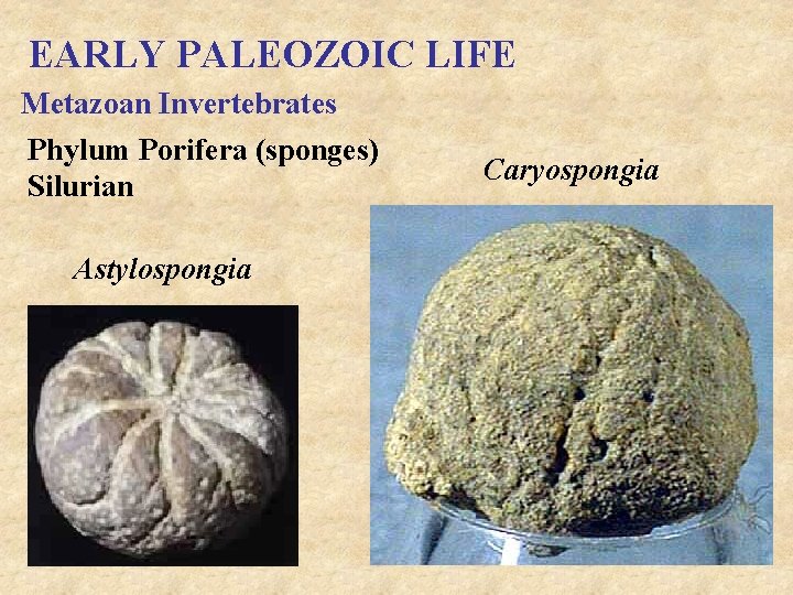 EARLY PALEOZOIC LIFE Metazoan Invertebrates Phylum Porifera (sponges) Silurian Astylospongia Caryospongia 