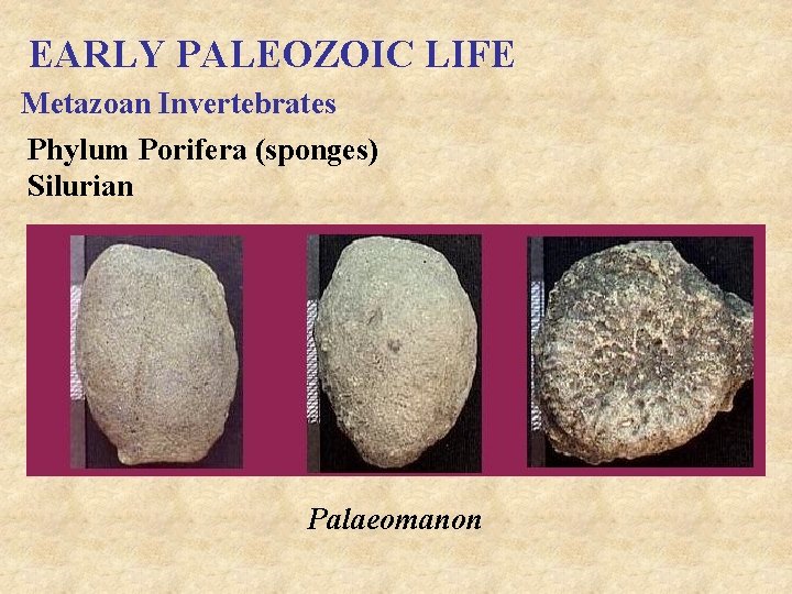 EARLY PALEOZOIC LIFE Metazoan Invertebrates Phylum Porifera (sponges) Silurian Palaeomanon 