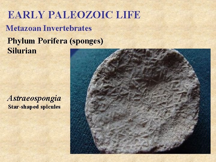 EARLY PALEOZOIC LIFE Metazoan Invertebrates Phylum Porifera (sponges) Silurian Astraeospongia Star-shaped spicules 
