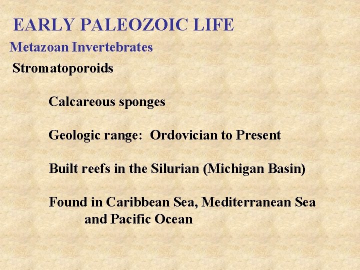 EARLY PALEOZOIC LIFE Metazoan Invertebrates Stromatoporoids Calcareous sponges Geologic range: Ordovician to Present Built
