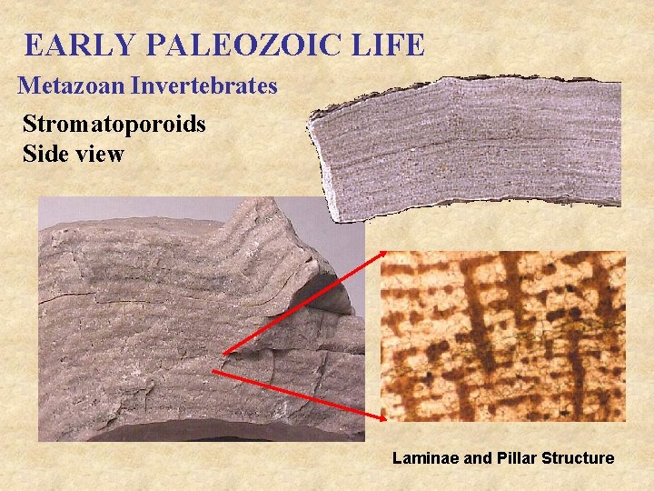 EARLY PALEOZOIC LIFE Metazoan Invertebrates Stromatoporoids Side view Laminae and Pillar Structure 
