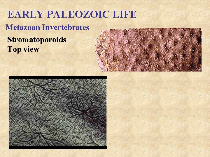 EARLY PALEOZOIC LIFE Metazoan Invertebrates Stromatoporoids Top view 