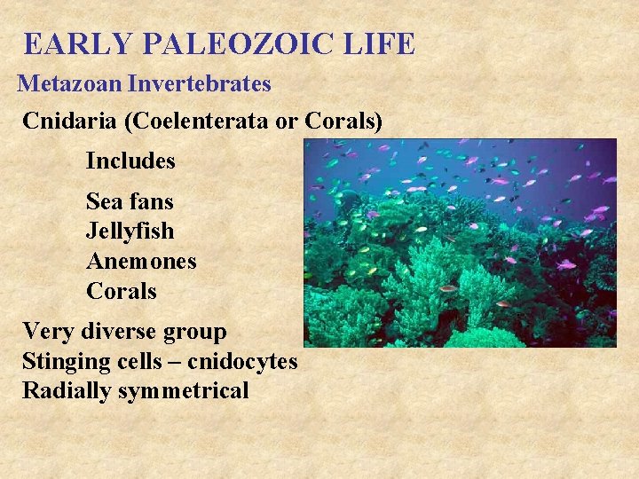 EARLY PALEOZOIC LIFE Metazoan Invertebrates Cnidaria (Coelenterata or Corals) Includes Sea fans Jellyfish Anemones