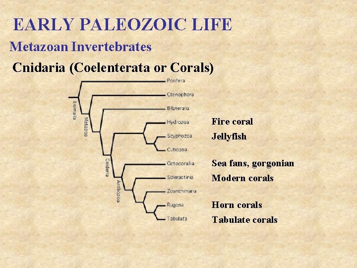 EARLY PALEOZOIC LIFE Metazoan Invertebrates Cnidaria (Coelenterata or Corals) Fire coral Jellyfish Sea fans,