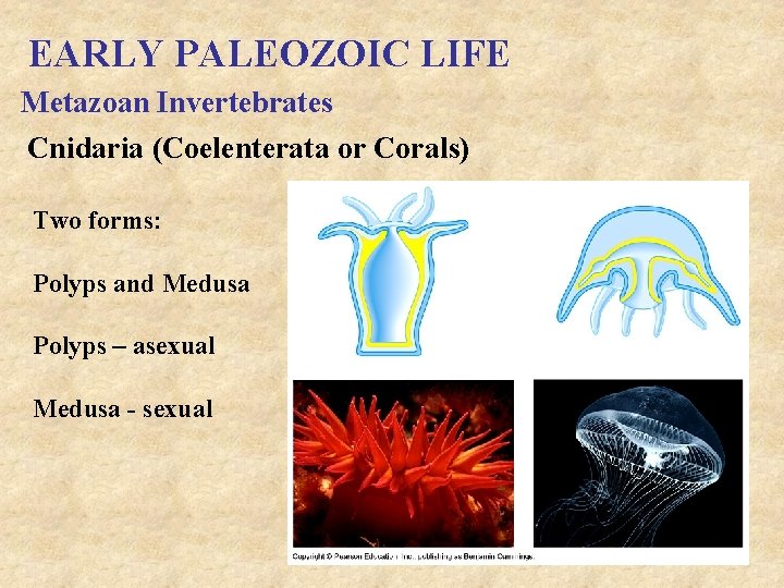 EARLY PALEOZOIC LIFE Metazoan Invertebrates Cnidaria (Coelenterata or Corals) Two forms: Polyps and Medusa
