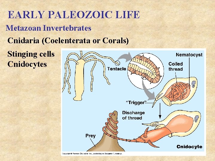 EARLY PALEOZOIC LIFE Metazoan Invertebrates Cnidaria (Coelenterata or Corals) Stinging cells Cnidocytes 