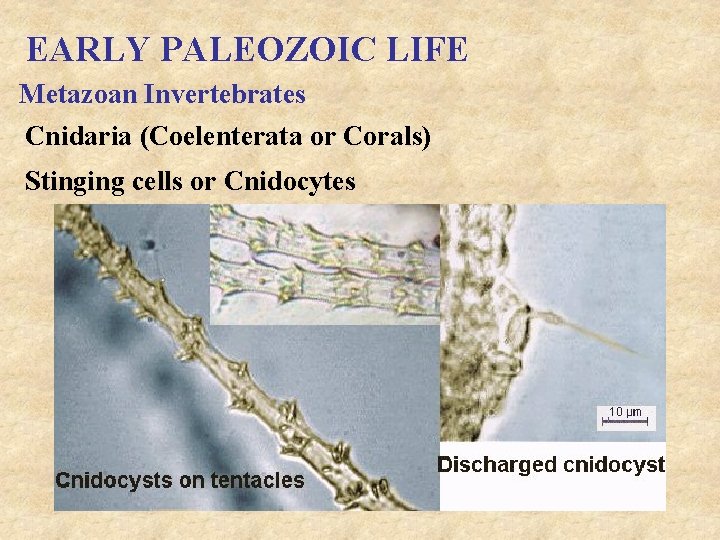 EARLY PALEOZOIC LIFE Metazoan Invertebrates Cnidaria (Coelenterata or Corals) Stinging cells or Cnidocytes 