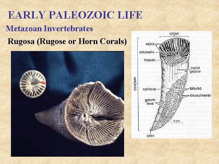EARLY PALEOZOIC LIFE Metazoan Invertebrates Rugosa (Rugose or Horn Corals) 