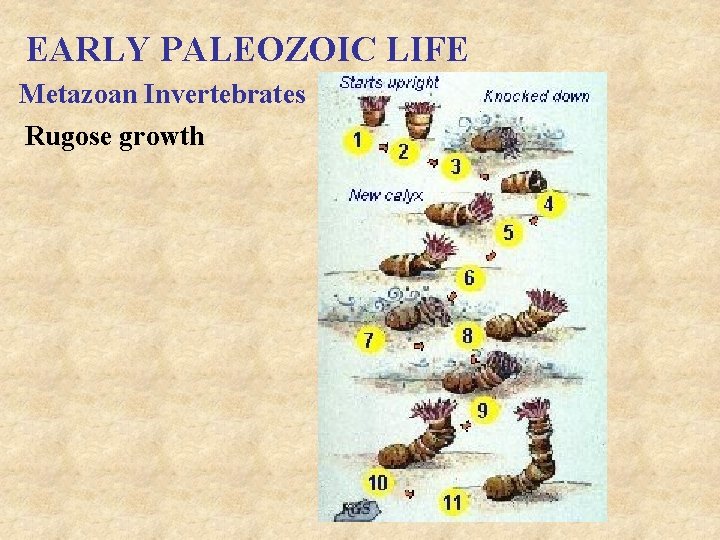 EARLY PALEOZOIC LIFE Metazoan Invertebrates Rugose growth 