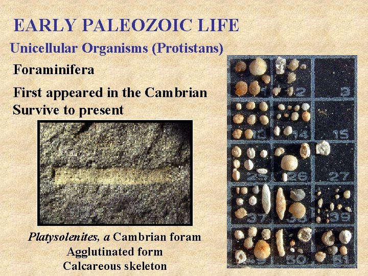 EARLY PALEOZOIC LIFE Unicellular Organisms (Protistans) Foraminifera First appeared in the Cambrian Survive to