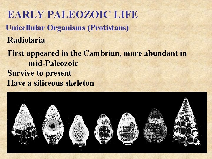EARLY PALEOZOIC LIFE Unicellular Organisms (Protistans) Radiolaria First appeared in the Cambrian, more abundant