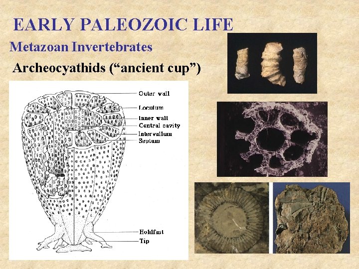 EARLY PALEOZOIC LIFE Metazoan Invertebrates Archeocyathids (“ancient cup”) 