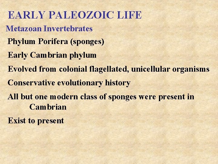 EARLY PALEOZOIC LIFE Metazoan Invertebrates Phylum Porifera (sponges) Early Cambrian phylum Evolved from colonial