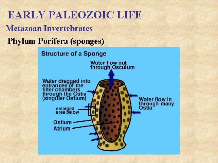 EARLY PALEOZOIC LIFE Metazoan Invertebrates Phylum Porifera (sponges) 