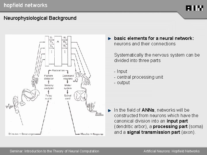 Neurophysiological Background basic elements for a neural network: neurons and their connections Systematically the