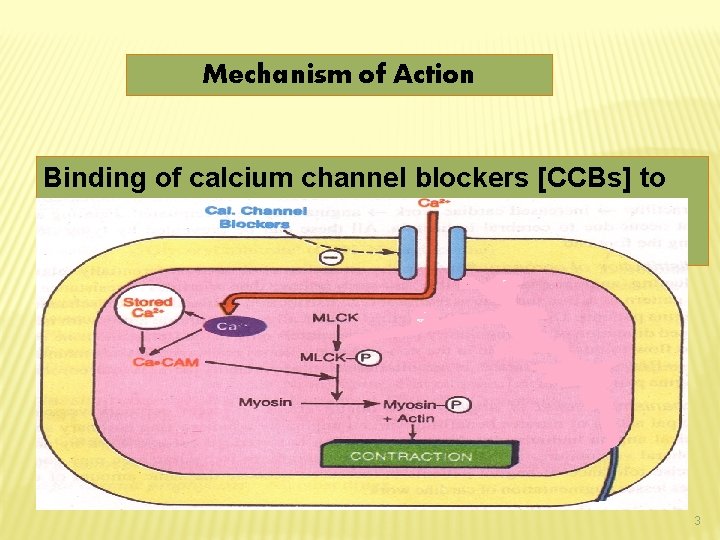 Mechanism of Action Binding of calcium channel blockers [CCBs] to the L-type Ca channels