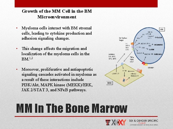 Growth of the MM Cell in the BM Microenvironment • Myeloma cells interact with