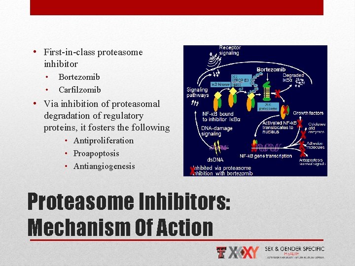  • First-in-class proteasome inhibitor • • Bortezomib Carfilzomib • Via inhibition of proteasomal