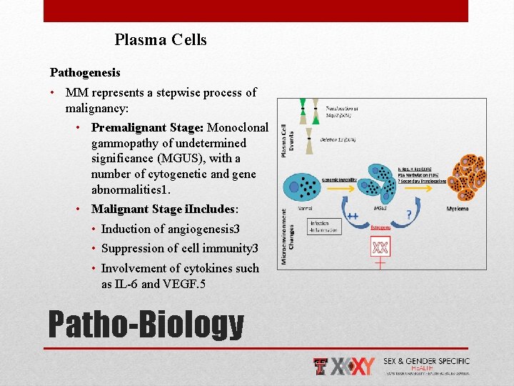 Plasma Cells Pathogenesis • MM represents a stepwise process of malignancy: • Premalignant Stage: