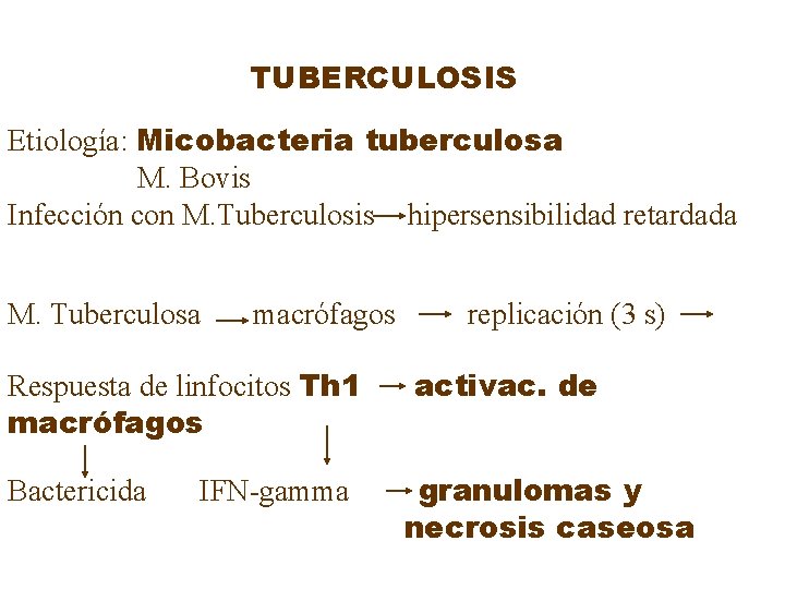 TUBERCULOSIS Etiología: Micobacteria tuberculosa M. Bovis Infección con M. Tuberculosis hipersensibilidad retardada M. Tuberculosa