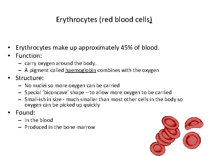 Erythrocytes (red blood cells) • Erythrocytes make up approximately 45% of blood. • Function: