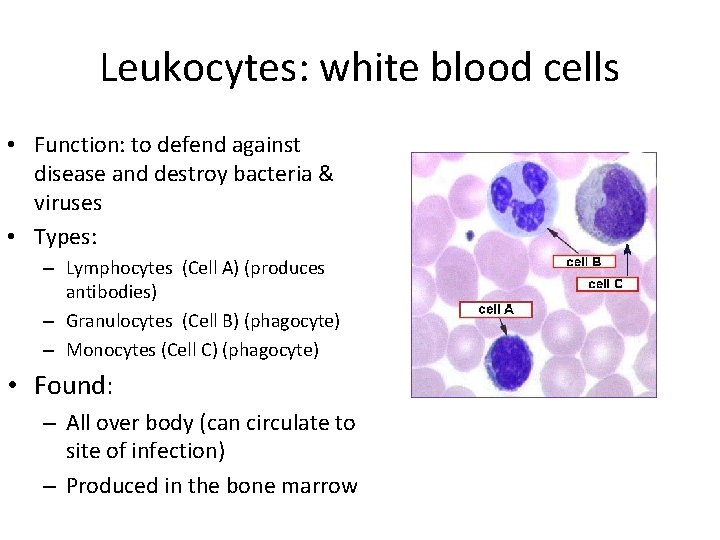 Leukocytes: white blood cells • Function: to defend against disease and destroy bacteria &