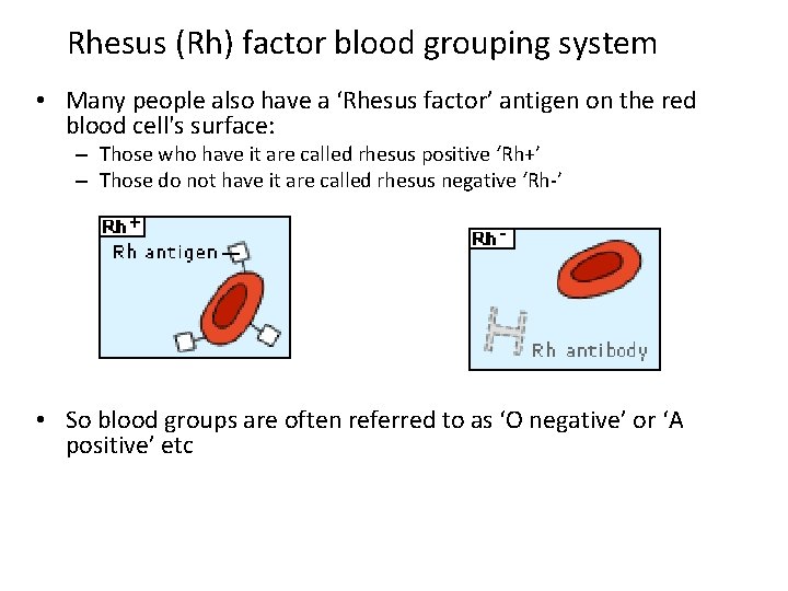 Rhesus (Rh) factor blood grouping system • Many people also have a ‘Rhesus factor’