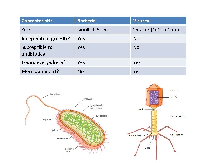 Characteristic Bacteria Viruses Size Small (1 -5 mm) Smaller (100 -200 nm) Independent growth?