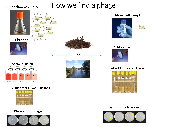 1. Enrichment culture How we find a phage 1. Flood soil sample 2. filtration