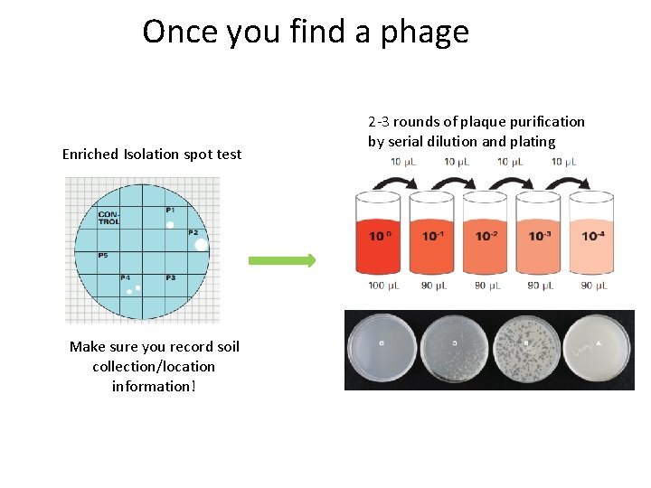 Once you find a phage Enriched Isolation spot test Make sure you record soil