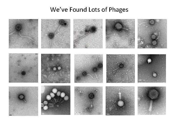 We’ve Found Lots of Phages 