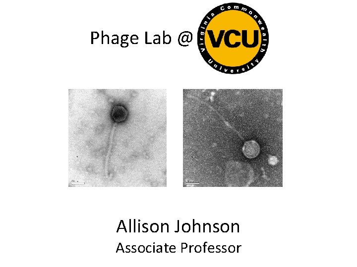 Phage Lab @ Allison Johnson Associate Professor 