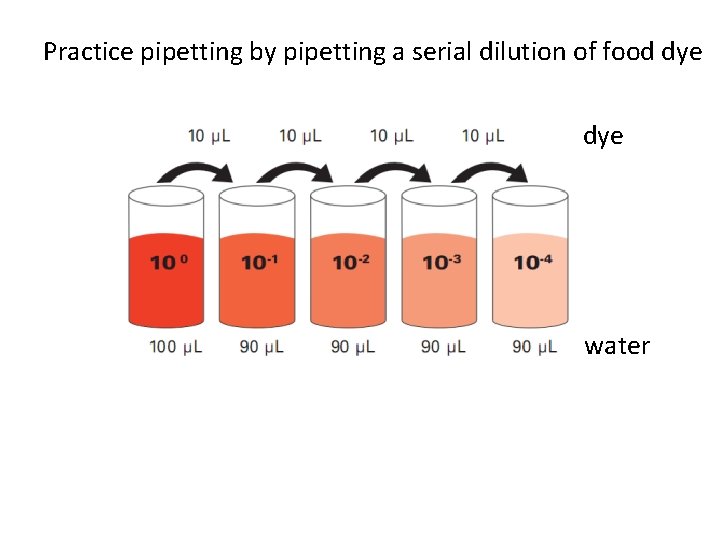 Practice pipetting by pipetting a serial dilution of food dye water 