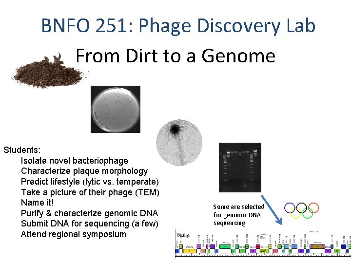 BNFO 251: Phage Discovery Lab From Dirt to a Genome Students: Isolate novel bacteriophage