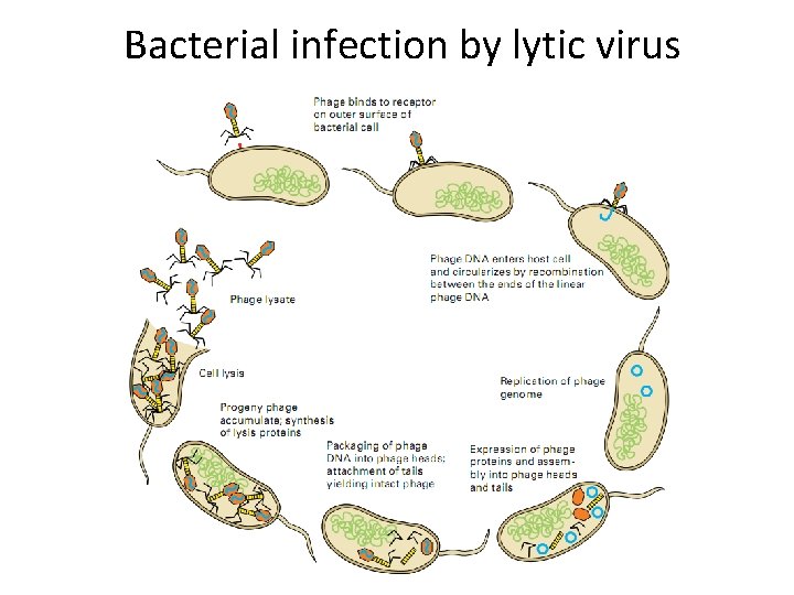 Bacterial infection by lytic virus 