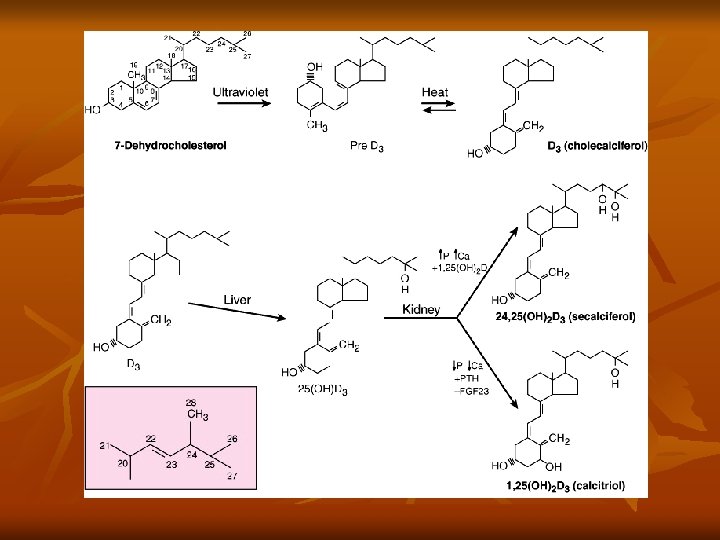 Agents that Affect Bone Mineral Homeostasis By Dr