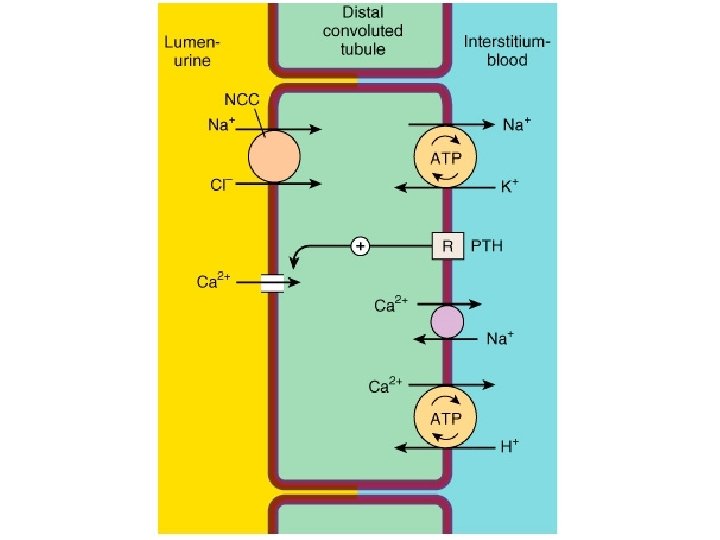 Agents that Affect Bone Mineral Homeostasis By Dr