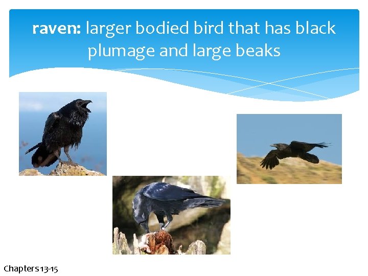 raven: larger bodied bird that has black plumage and large beaks Chapters 13 -15