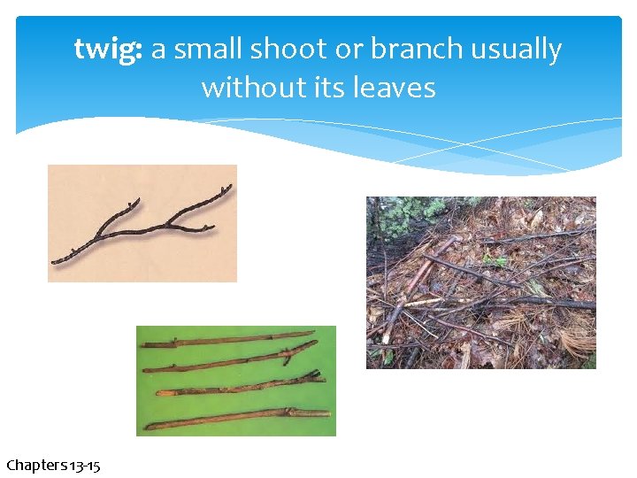 twig: a small shoot or branch usually without its leaves Chapters 13 -15 